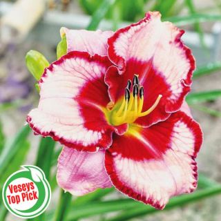 Lies & Lipstick Daylily Thumbnail